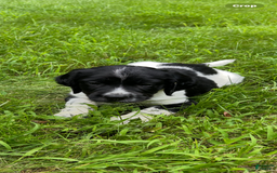 English Springer Spaniel dogs for sale: Rocky - Image 2