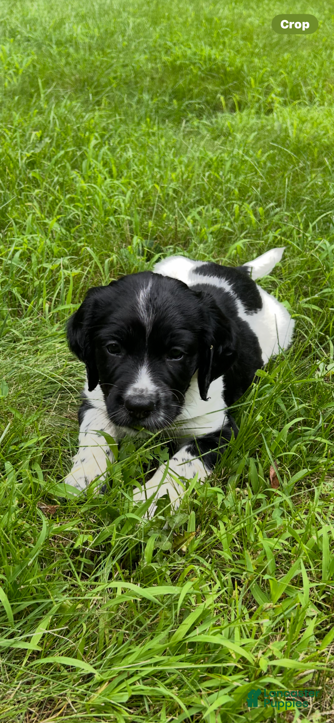 English Springer Spaniel dogs for sale: Rocky - Image 2