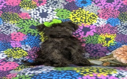 Morkie dogs for sale: Zia Hypoallergenic - Image 11