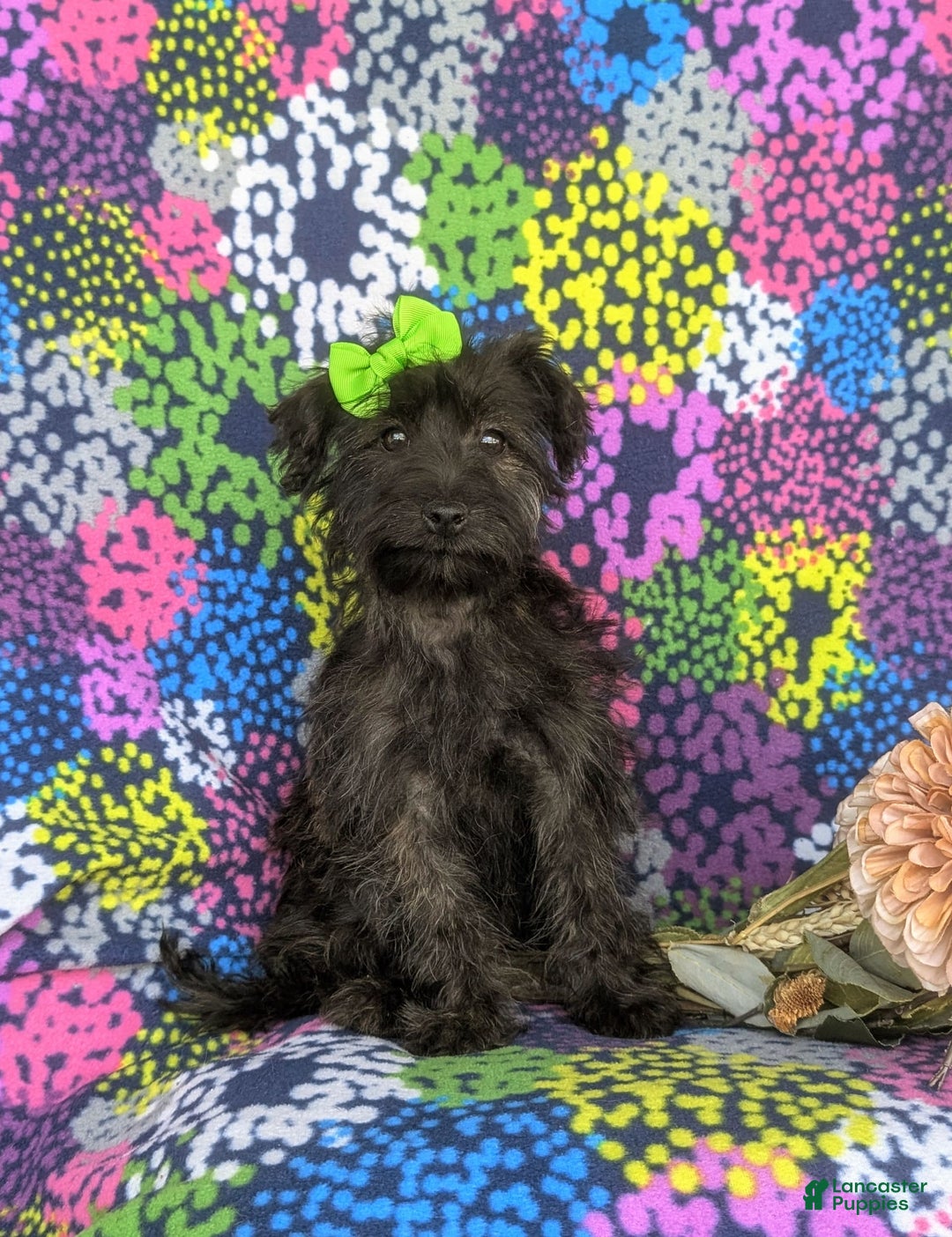 Morkie dogs for sale: Zia Hypoallergenic - Image 11