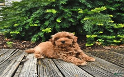 Cavapoo dogs for sale: Benji - Image 2