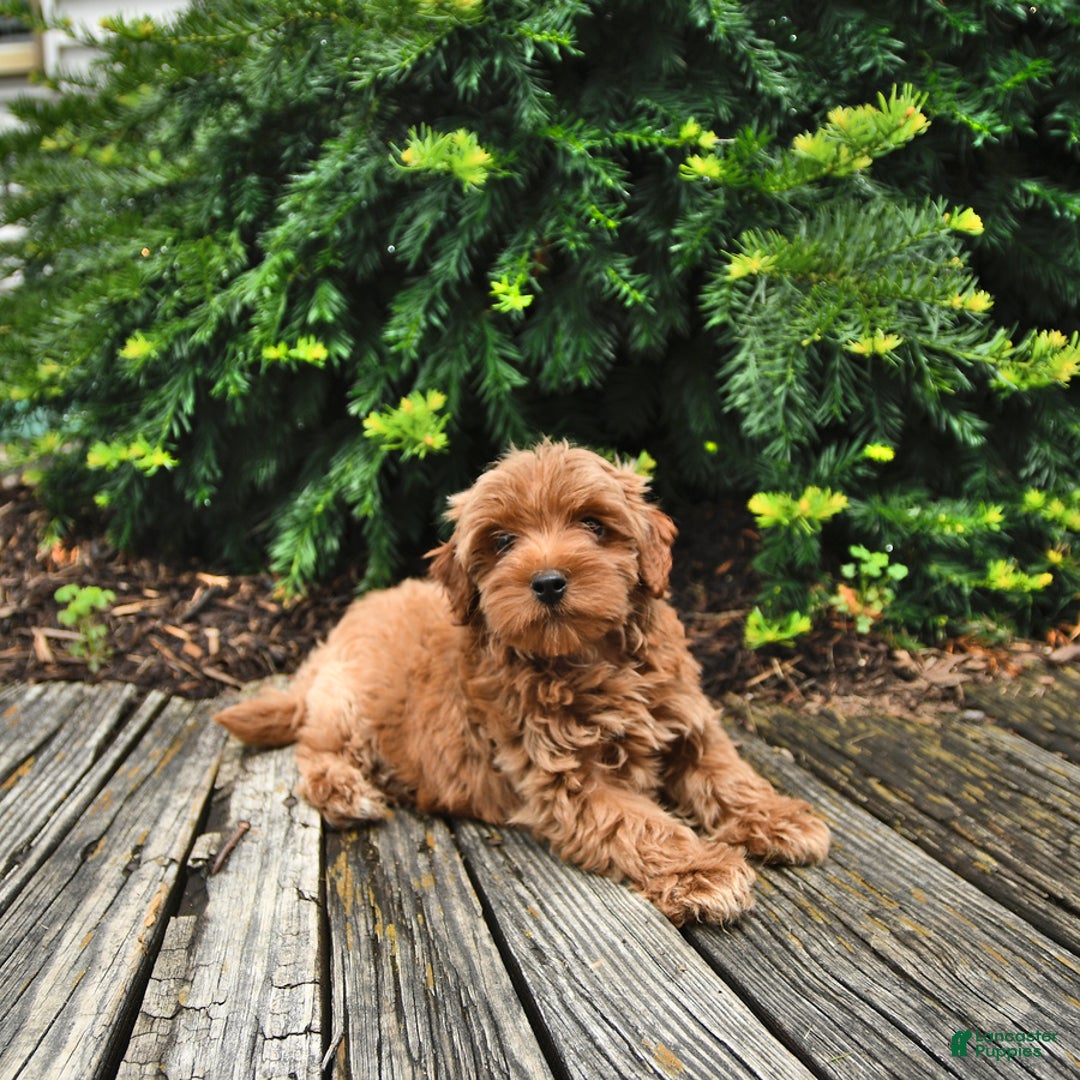 Cavapoo dogs for sale: Benji - Image 2