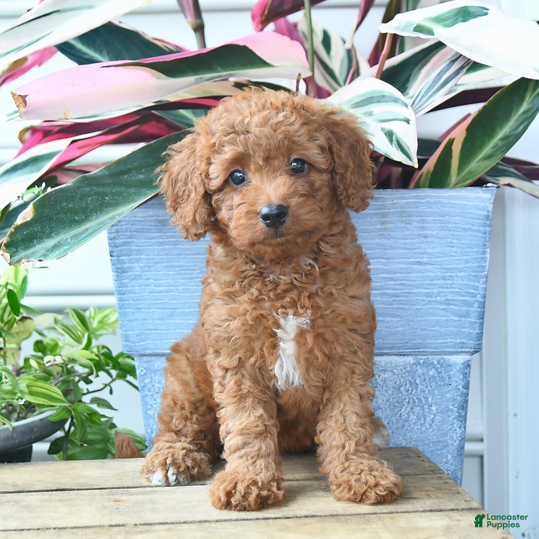 Mini Goldendoodle dogs for sale: Paige - Image 5