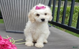 Cockapoo dogs for sale: Scarlet - Image 6