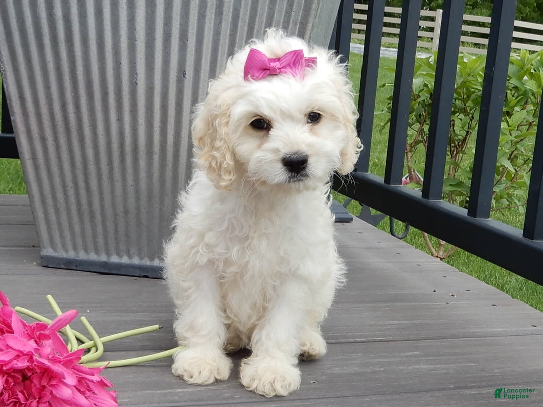Cockapoo dogs for sale: Scarlet - Image 6
