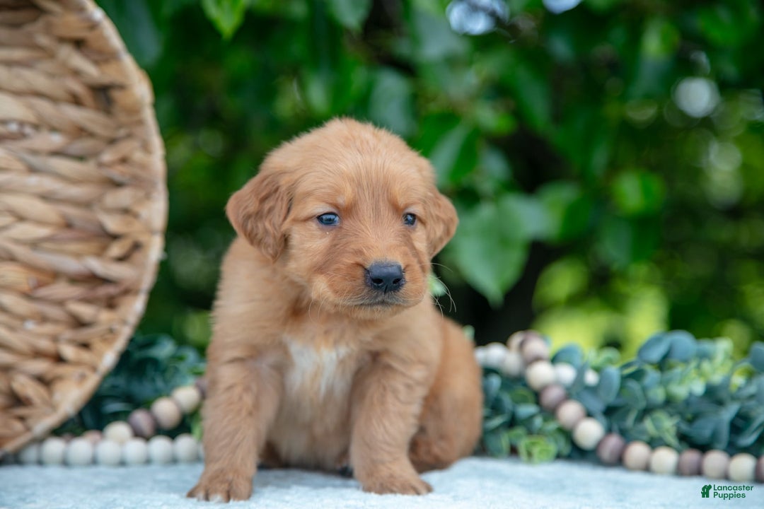 Golden Retriever dogs for sale: Digger - Image 2