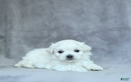 Maltese dogs for sale: Kobey - Image 12