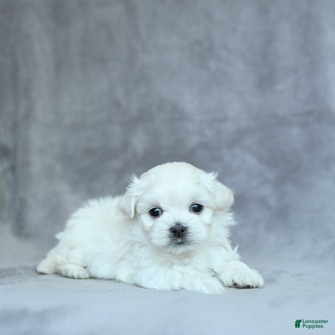 Maltese dogs for sale: Kobey - Image 12