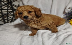 Mini Goldendoodle dogs for sale: Buck - Image 3