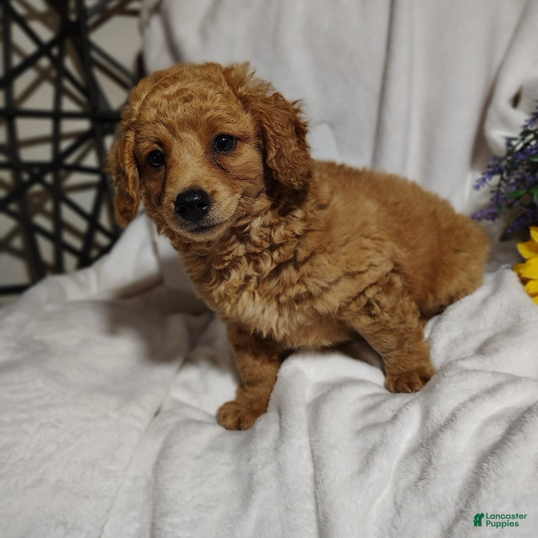 Mini Goldendoodle dogs for sale: Buck - Image 3