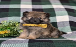 Pomeranian dogs for sale: Kegan - Image 5