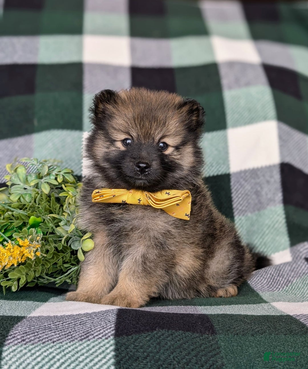 Pomeranian dogs for sale: Kegan - Image 5