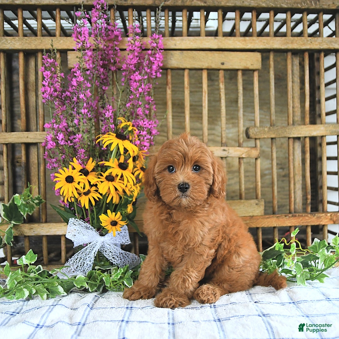 Cavapoo dogs for sale: Finnley - Image 5