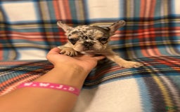 French Bulldog dogs for sale: Tammy - Image 1