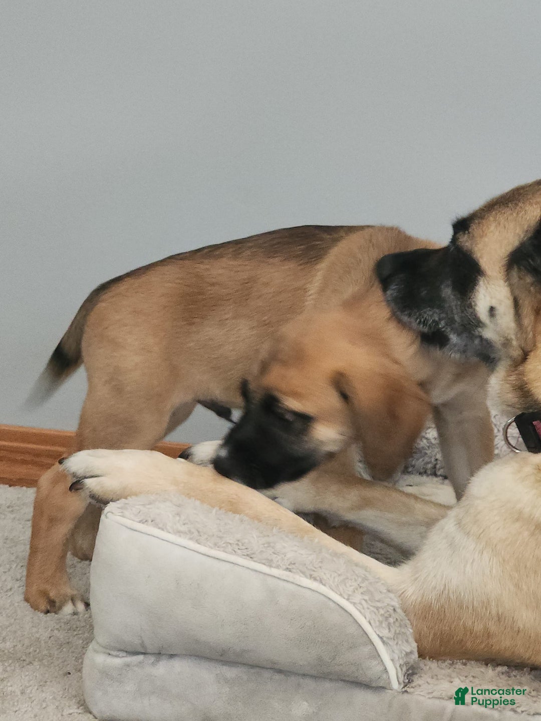 German Shepherd dogs for sale: Tank - Image 2