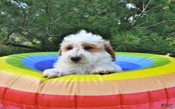 Mini Goldendoodle dogs for sale: Buster - Image 12