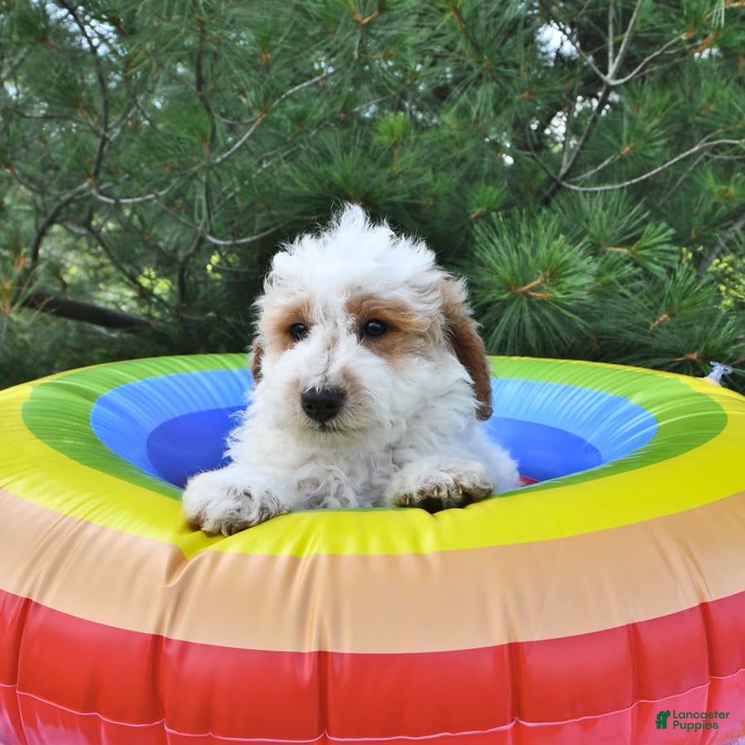 Mini Goldendoodle dogs for sale: Buster - Image 12