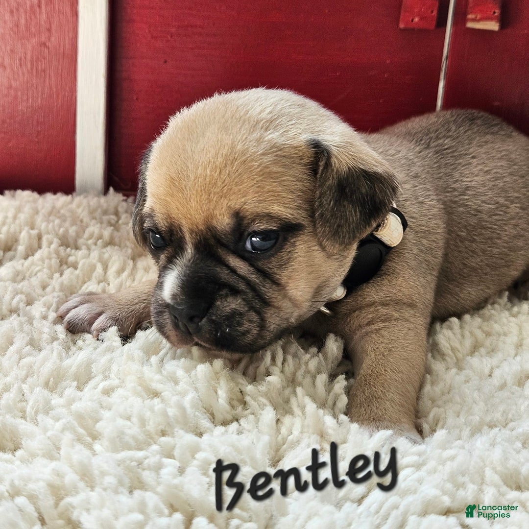 Puggle dogs for sale: Bentley - Image 2