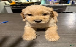 Goldendoodle dogs for sale: Green Collar Male - Image 1