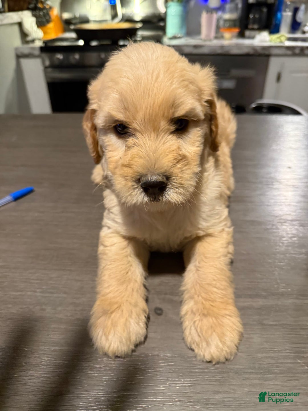 Goldendoodle dogs for sale: Green Collar Male - Image 1