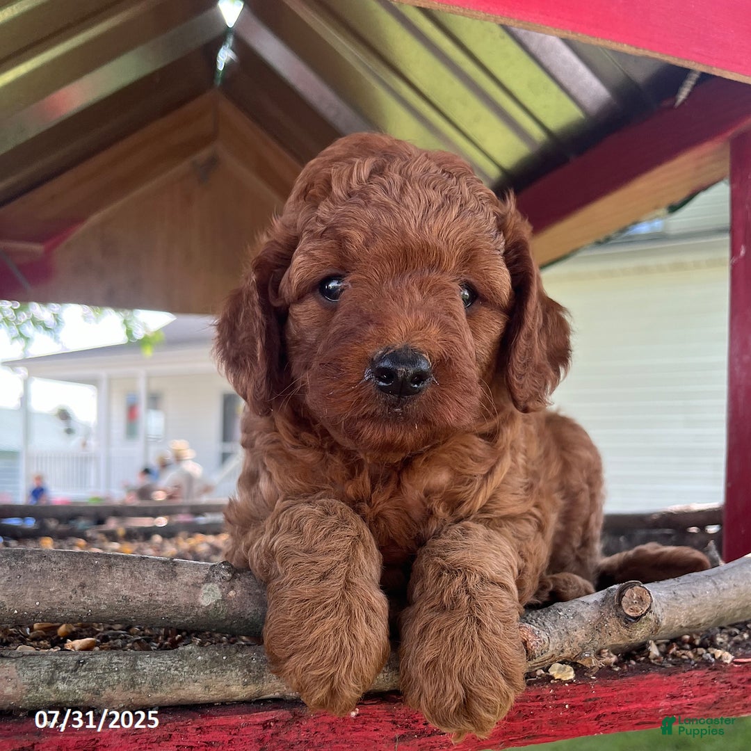 Mini Goldendoodle dogs for sale: Zandra - Image 4