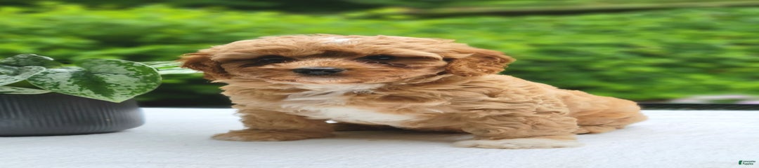 Oscar