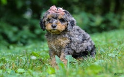 Cockapoo dogs for sale: Angela - Image 16