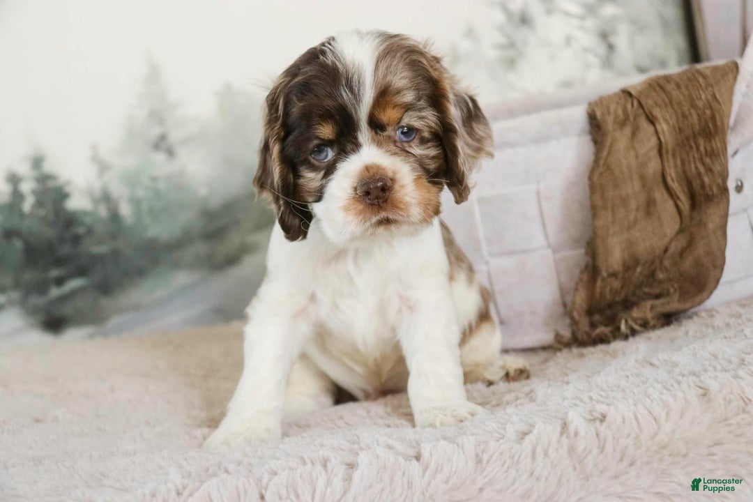 Cocker Spaniel dogs for sale: Beckham - Image 2