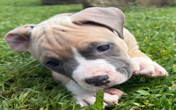 American Pit Bull Terrier dogs for sale: Peanut - Image 10