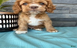 Cocker Spaniel dogs for sale: Tommy - Image 5