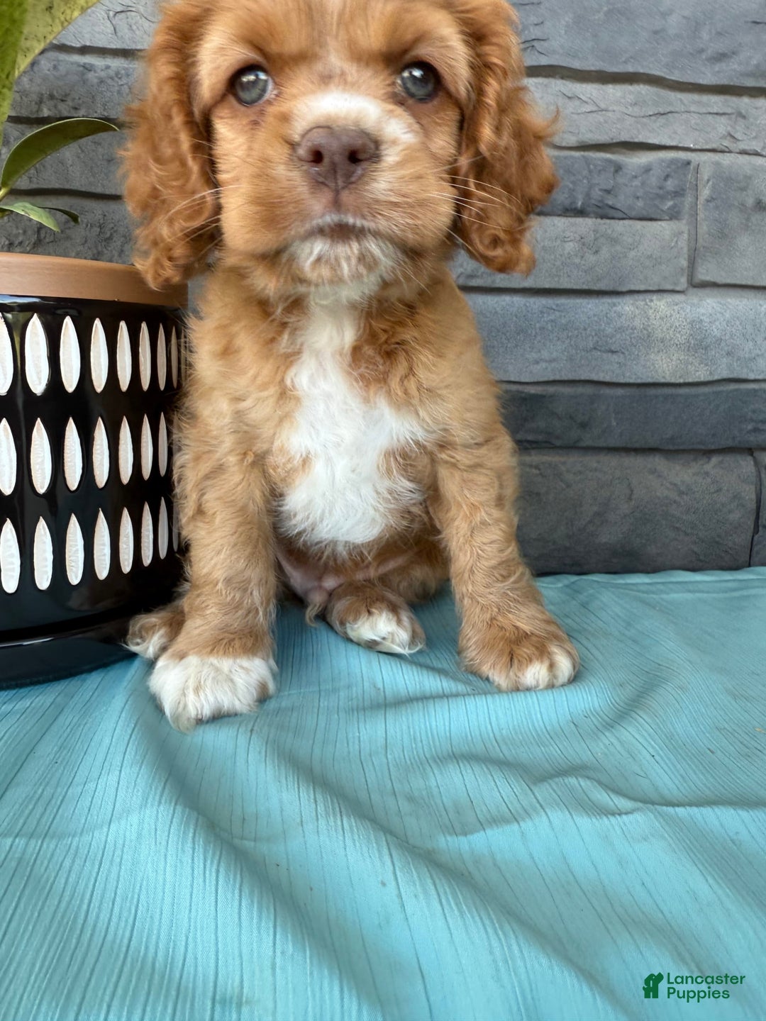 Cocker Spaniel dogs for sale: Tommy - Image 5