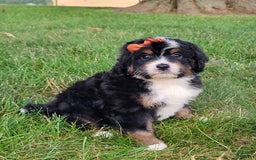 Mini Bernedoodle dogs for sale: Sadie - Image 3