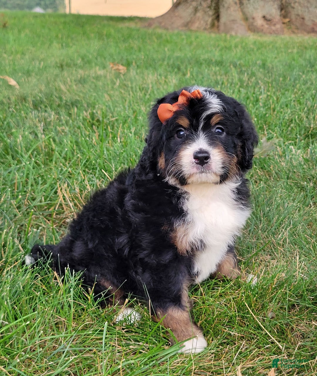Mini Bernedoodle dogs for sale: Sadie - Image 3