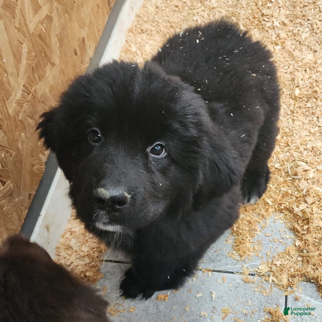 Newfoundland dogs for sale: Big Black Girl - Image 7