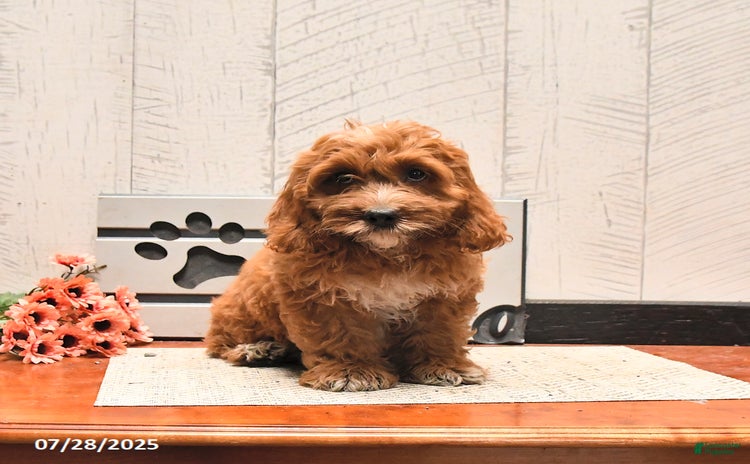Cockapoo dogs for sale - Ad 5
