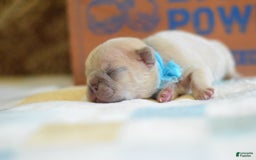 French Bulldog dogs for sale: Blue collar - Image 6