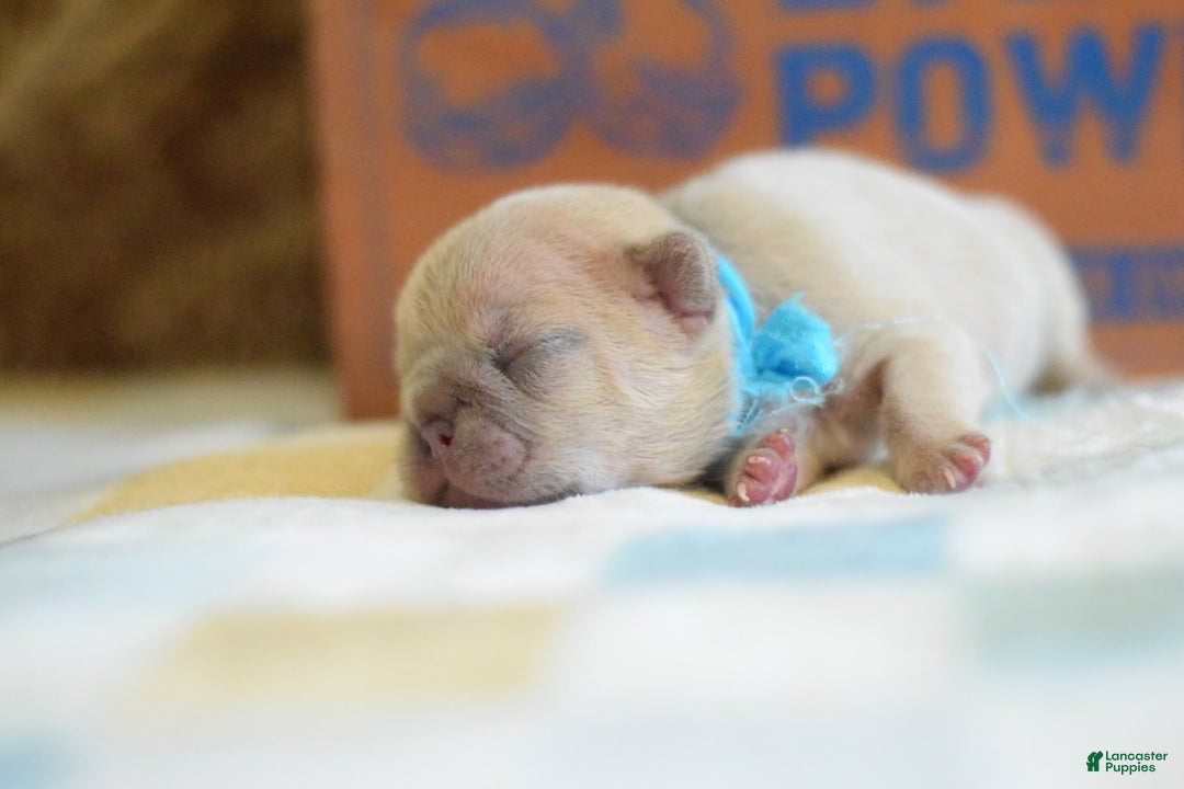 French Bulldog dogs for sale: Blue collar - Image 6