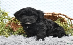 Havapoo dogs for sale: Blake - Image 7