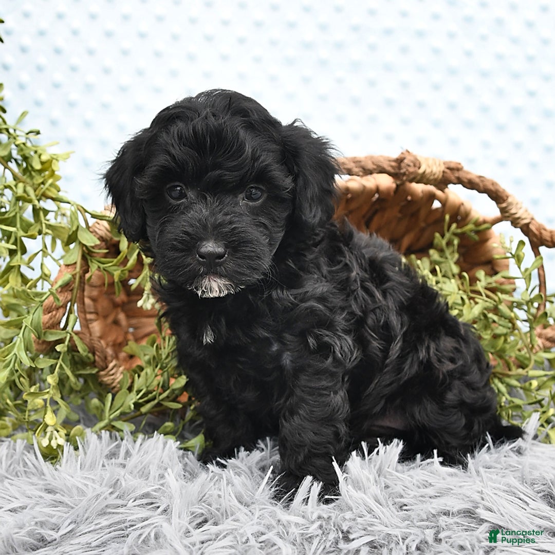 Havapoo dogs for sale: Blake - Image 7