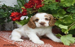 Cocker Spaniel dogs for sale: Peaches - Image 5