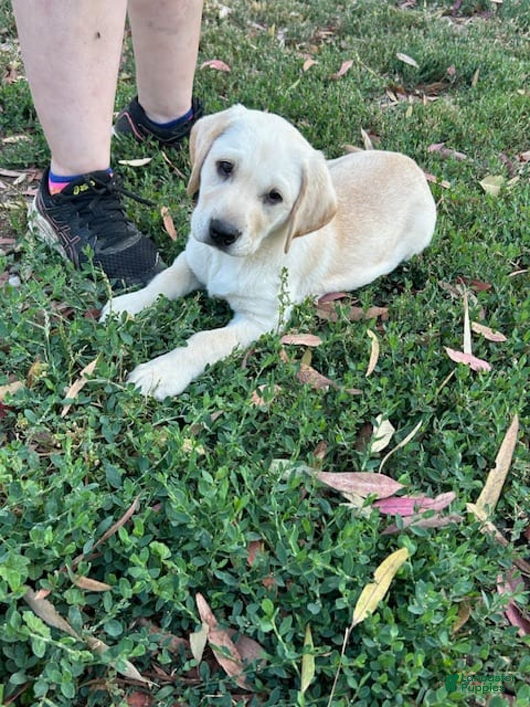 Labrador Retriever dogs for sale: Beretta - Image 2