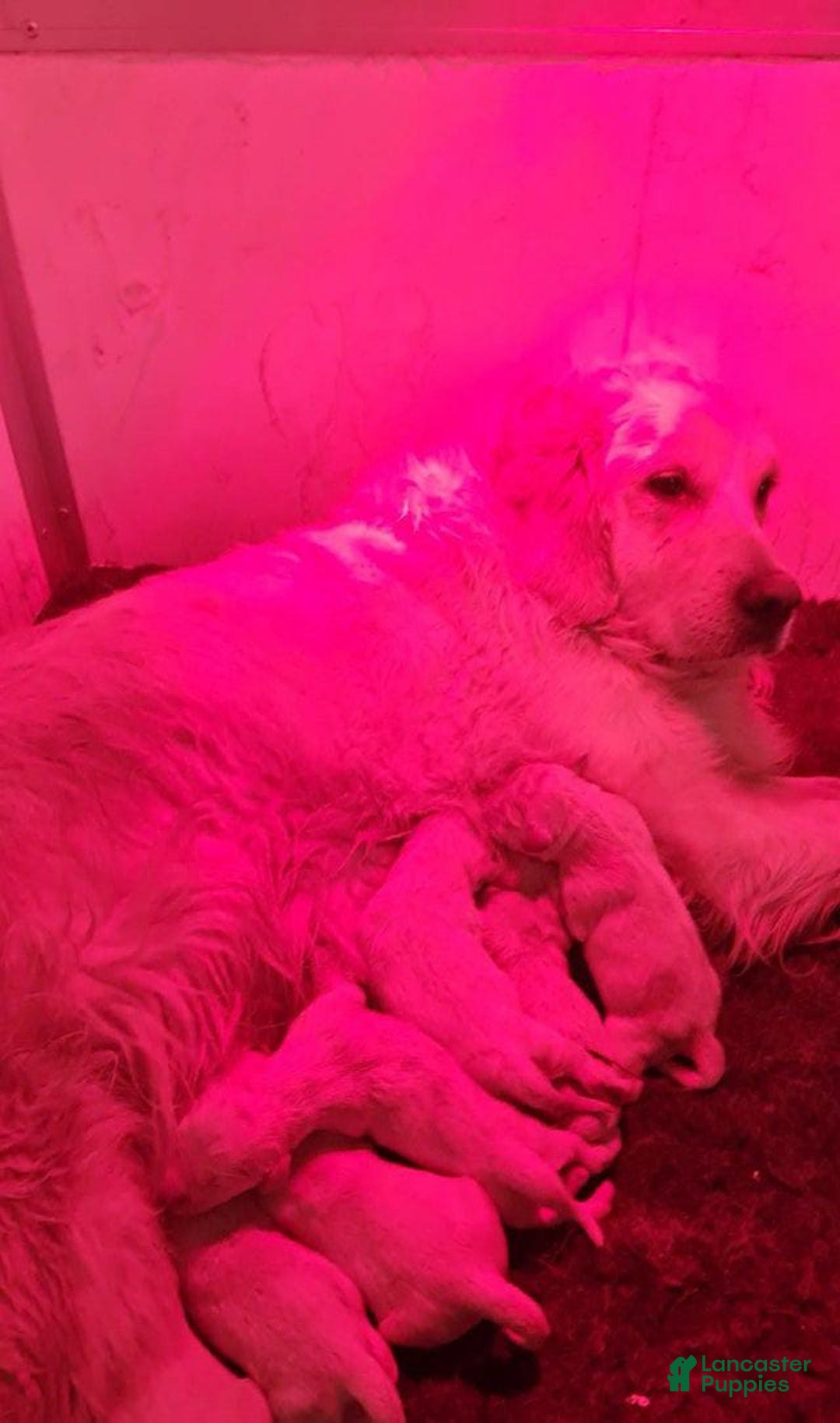 Mini Goldendoodle dogs for sale: Mr Black - Image 3
