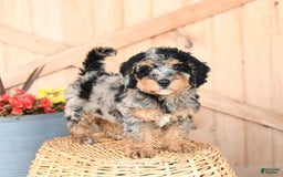 Mini Bernedoodle dogs for sale: Buttercup - Image 1