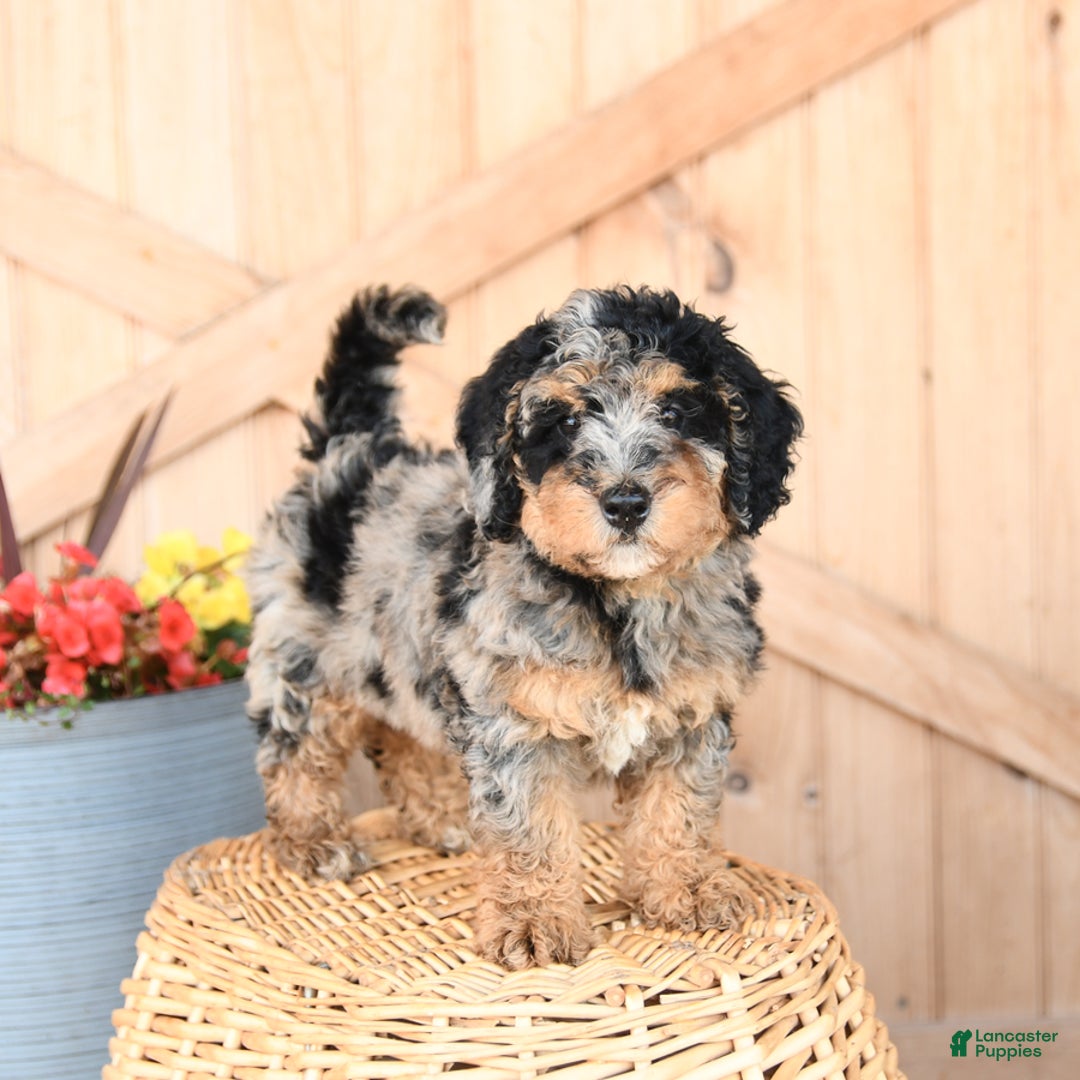Mini Bernedoodle dogs for sale: Buttercup - Image 1