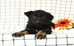 German Shepherd dogs for sale: Jackson - Image 10