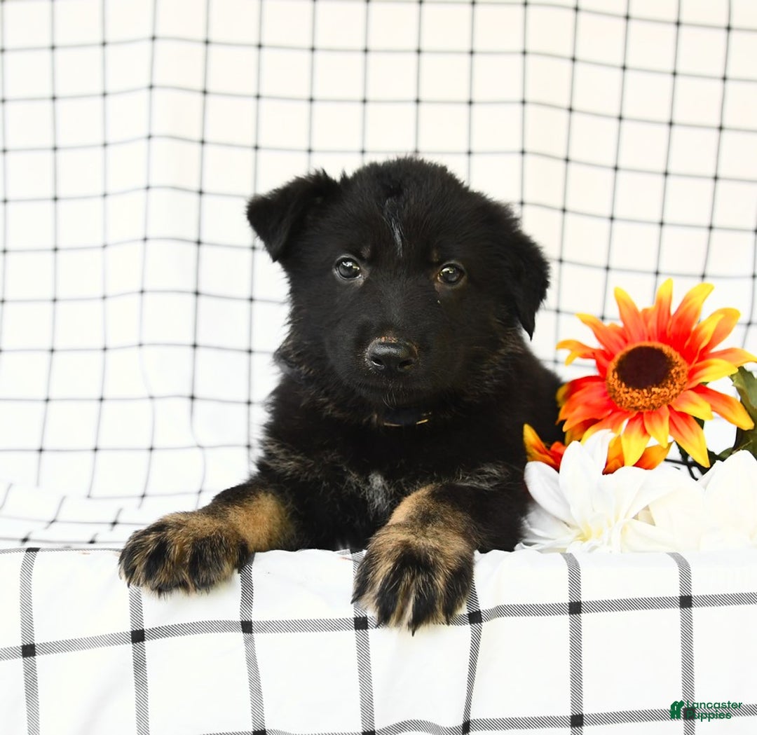 German Shepherd dogs for sale: Jackson - Image 10