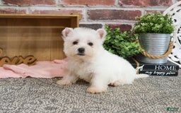 West Highland Terrier dogs for sale: Cordelia - Image 2