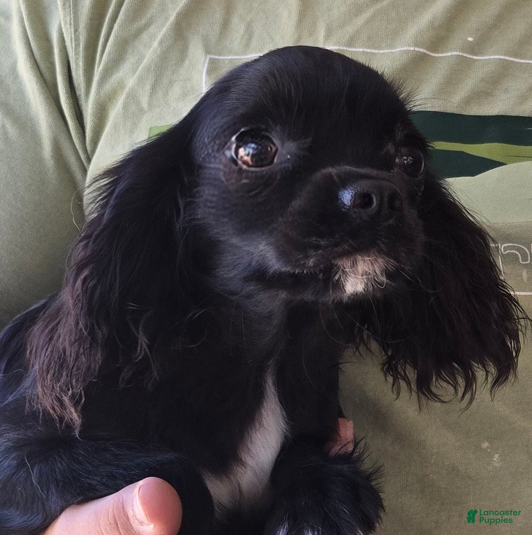 Cavalier King Charles Spaniel dogs for sale: Bear - Image 3