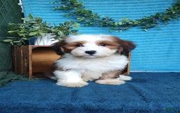 Havanese dogs for sale: Dolly - Image 6
