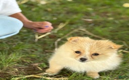 Pomeranian dogs for sale: Daffodil - Image 1